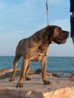 Kanarische Dogge - Dogo Canario